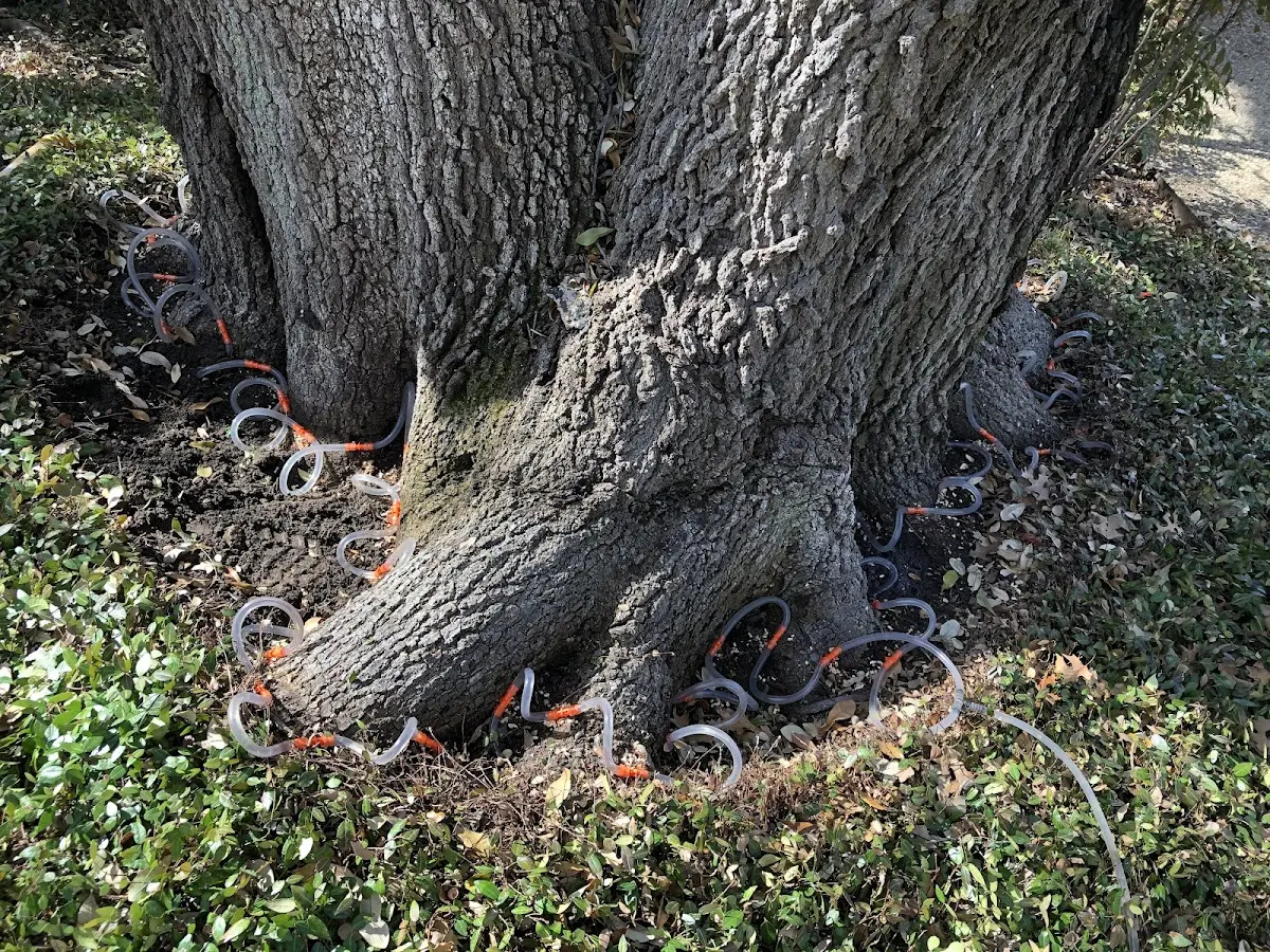 Detailed Shrub and Hedge Trimming job site in Blooming Grove